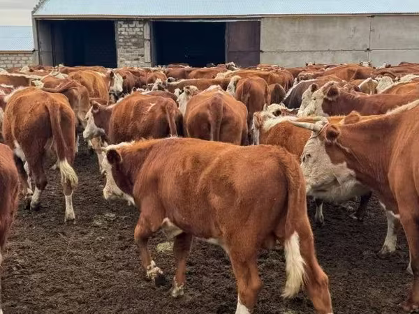 Bulle, Simmental cattle