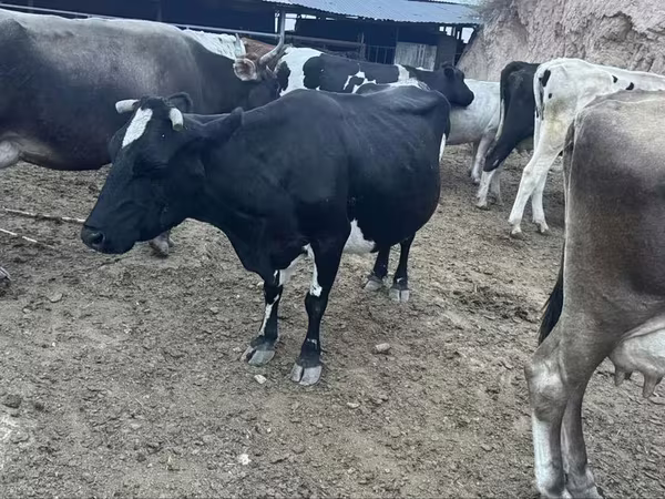 Kuh, Latvian Blue cattle