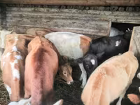 بقرة, Simmental cattle — الصورة 5