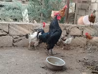 Chickens — الصورة 3
