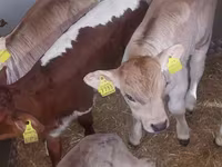 Bulle, Simmental cattle — Foto 5