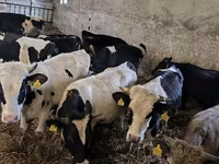 Bulle, Russian Black pied cattle — Foto 7