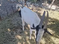 Cabro, Cabras — foto 2