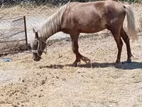 Caballos (lote, sexo no especificado), Caballos — foto 5
