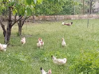 Chickens — 6-сурет