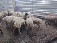 Carnero, Ovejas — foto 6