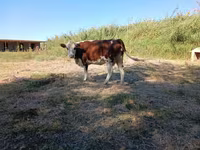 Vaca, Latvian Blue cattle — foto 2