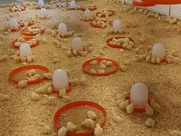 Chickens — 1-сурет