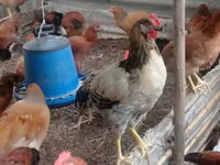 Chickens — Foto 1
