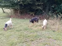 Ziege, Ziegen — Foto 3