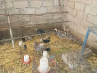 Turkeys — Foto 2