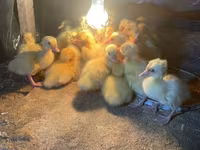 Ducks — 3-сурет