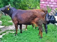 İnək, Mal-qara — foto 4