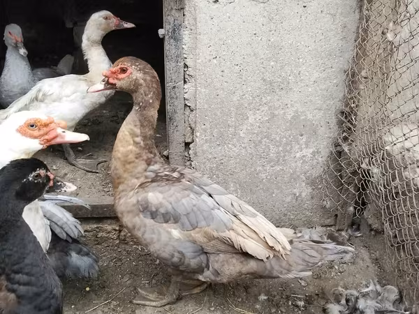 Утки
