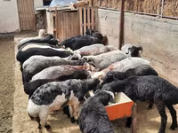 Ram, Sheep — photo 2