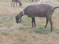 Ziege, Nubian Goat — Foto 2