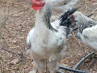 Chickens — الصورة 1