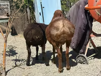 Ziegenbock, Ziegen — Foto 6