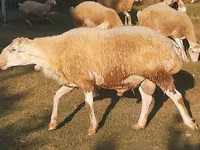 Toro, Russian Black pied cattle — foto 3