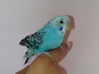 Məhsul: Dalmatin naxışlı mavi-bulat rəngli dalğa papuqayı (budgerigar) — фото 2