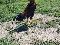 Chickens — Foto 4