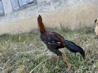 Chickens — 1-rasm