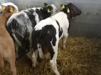 Rinder (Partie, Geschlecht nicht angegeben), Russian Black pied cattle — Foto 5