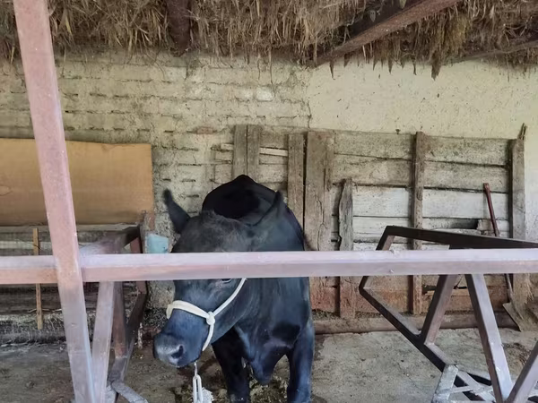 Sigir, Qoramol