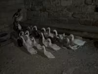 Geese — الصورة 3