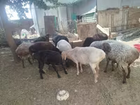 Widder, Arashan sheep — Foto 5
