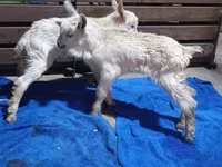 Cabra, Saanen goat — foto 5