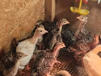 Chickens — Foto 4