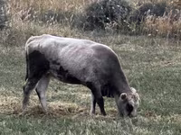 Vaca, Ganado vacuno — foto 4