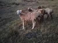 Carnero, Ovejas — foto 1