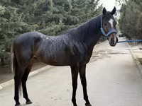 Hengst, Thoroughbred horse — Foto 7