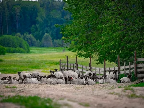 كبش, Romanov sheep