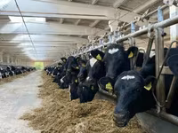Vaca, Raza Holstein — foto 2