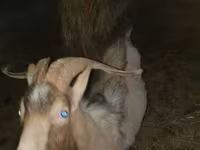 Dişi keçi, Alpine goat — foto 7