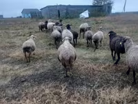 Oveja, Ovejas — foto 4