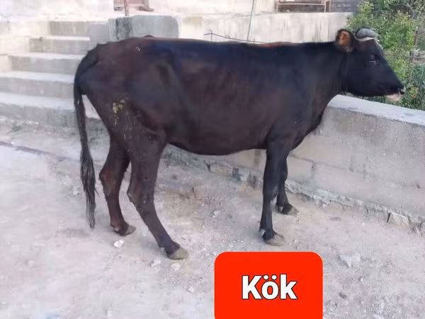 Camella, Camellos