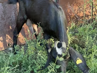 Cabra, Nubian Goat — foto 4
