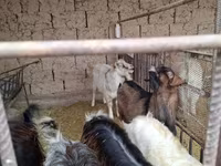 Ziegenbock, Alpine goat — Foto 3