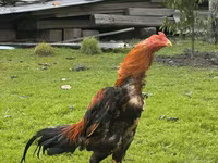 مالاي غيم — الصورة 1