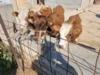 بقرة, السلالة الحمراء المنقطة — الصورة 1