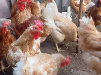 Chickens — photo 3