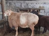 Widder, Arashan sheep — Foto 1