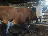 Cow, Holstein breed — photo 7