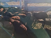 Widder, Edilbay sheep — Foto 2