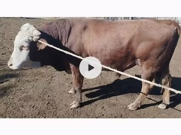 Bulle, Kasachische Weißkopfkuh