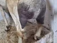 Dişi keçi, Nubian Goat — foto 1